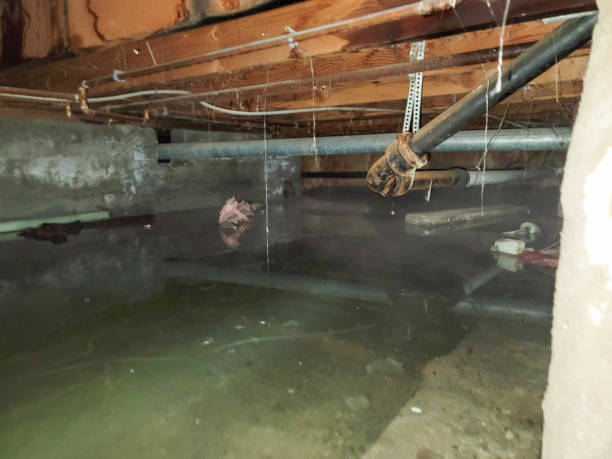 Best Local water damage restoration  in Wilson Conococheague, MD